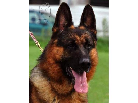 Pomeranian καθαροαιμα Αθηνα-Θεσσαλονικη-Νησια dogsmania.gr 6979314054...